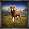 Bighorn Sheep Hunter