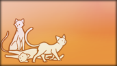 Found 140 cats