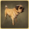 Pug