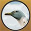 Seagull