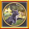All Cats 2 Puzzles Complete!