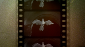 Devil with Wings