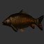 Carp