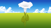 Moonflower