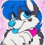 HalleyTheHusky