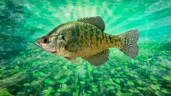 Crappie Master