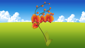 Gerbera