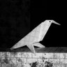Elusive Bird