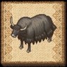 Young Yak Cow