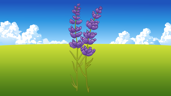 Lavender