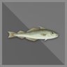 100 kg Haddock