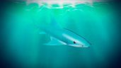 Shark!
