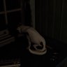 Cats are cats...