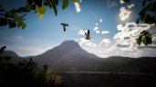 2 birds….