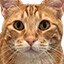 Pet Silly Linguine Cat 50,000 times