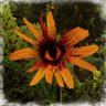 Magical Wreath