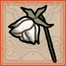 Wilted White Rose