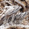 Tawny Frogmouth