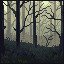 Fog in the forest