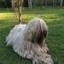Komondor