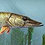 Caught your first Pike