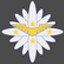 Petals of Edelweiss