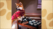 Shiba Island