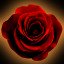  12 Roses