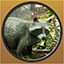 Raccoon