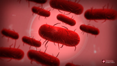 Bacteria Master