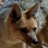 Suspicious Andean Zorro
