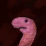 Worm