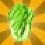 Lettuce