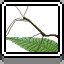 Stick Bug