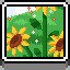 Flower Field