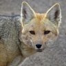 Alerted Andean Zorro