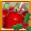 Complete Puzzle Apples