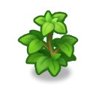 Small Bush
