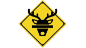 13th Deer