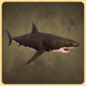 Shark