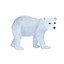 Ursus maritimus